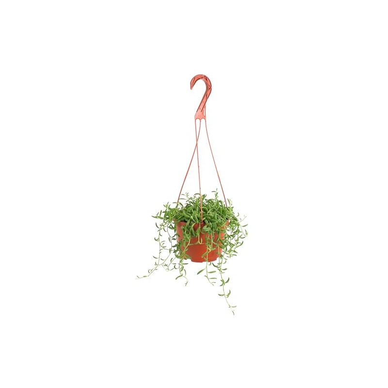 Shop Succulents String of Bananas Hanging Succulent, Fully Rooted Live