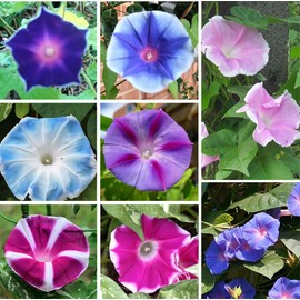 Mixed Japanese Morning Glory Seeds Flowers Ipomoea Nil Flower Vine Beautiful Perennial Climbing Flowers for Your Garde 80pcs
