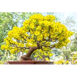 CZ Grain Apricot Bonsai Tree Seeds - 3 Large Seeds for Planting - Stunning Yellow Flowers