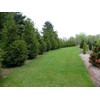 Thuja Arborvitae Green Giant - 5 Live Quart Size Plants