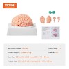Modelo Anatómico Del Cerebro Humano Tamaño Natural Enseñanza