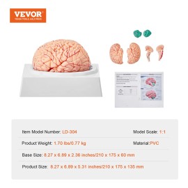 Modelo Anatómico Del Cerebro Humano Tamaño Natural Enseñanza