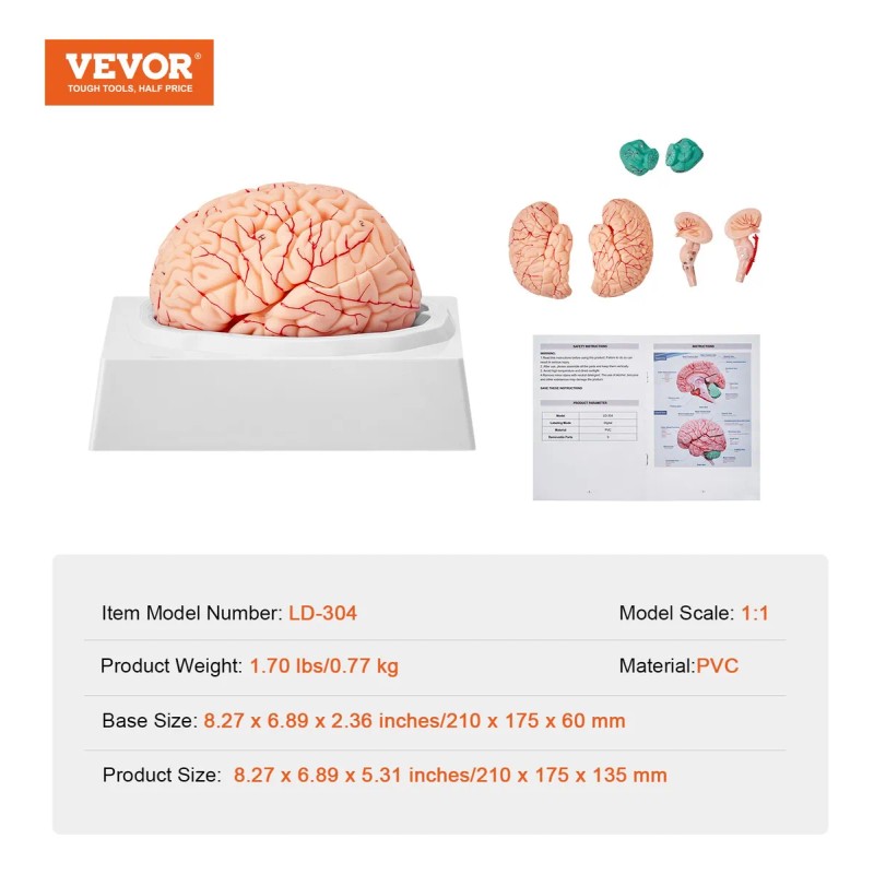 Modelo Anatómico Del Cerebro Humano Tamaño Natural Enseñanza