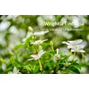 Sorion Repair Soap - Also for Skin Care for Psoriasis