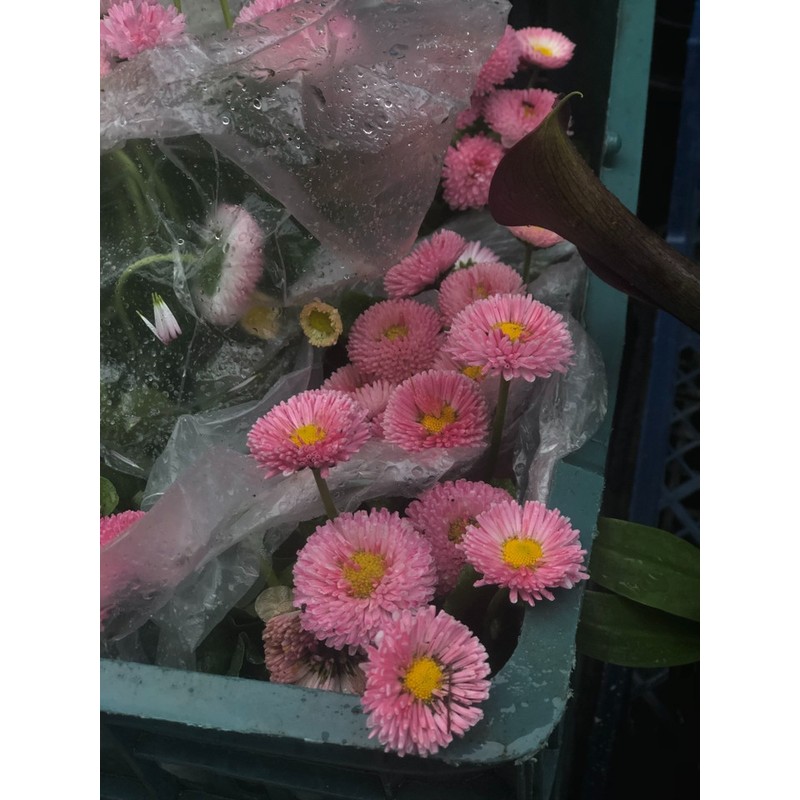 MysteroㅣA flower that blooms when the moon blocks the sunㅣDeep