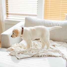 Petiry Soft Dog Collar with Safety Metal Buckle Adjustable Durable Comfort Velvet Corduroy Dog Collars for Large Dogs,Brown,Neck 40-66cm