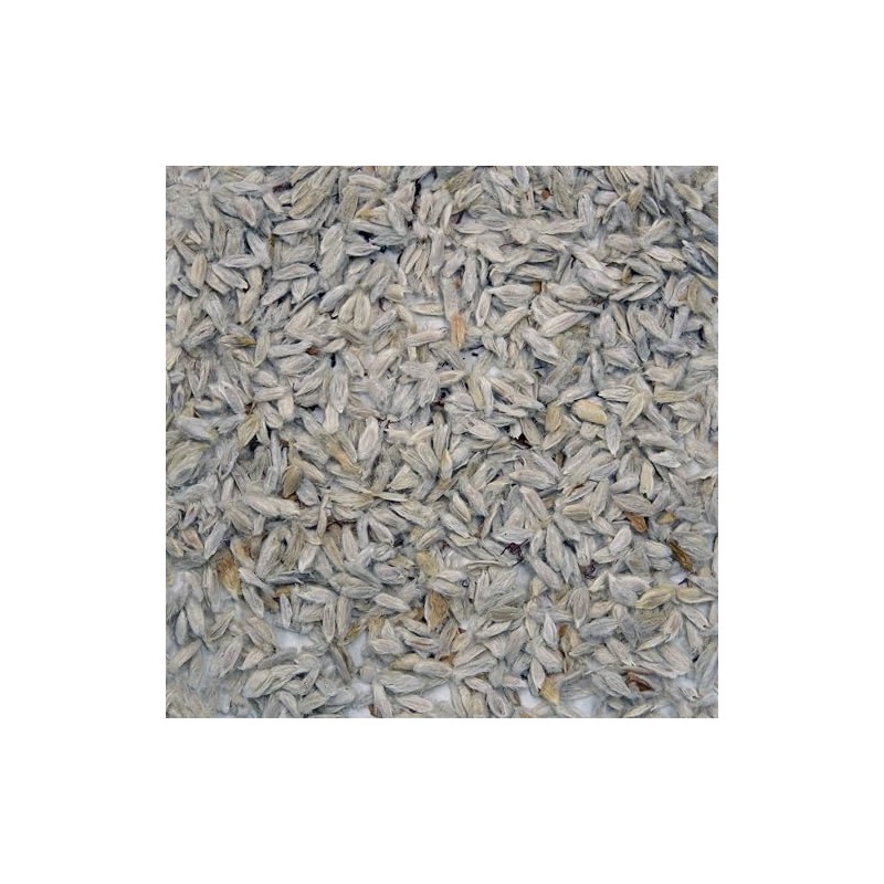 Palm Beach Medicinal Herbs - Ocotillo (Fouquieria splendens) - Packet