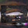VARIVAS Super Trout Advanced Twitch Master Marking Nylon 328.4 ft