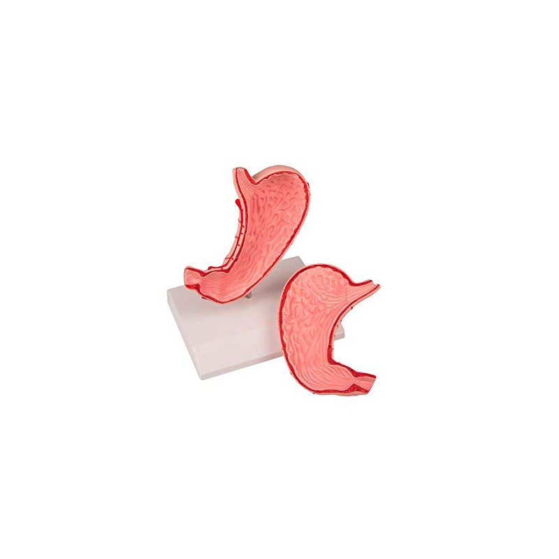 Stomach 2-Piece Set Full Size