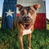 Get Naked Grain Free 1 Pouch 6.2 Oz Puppy Health