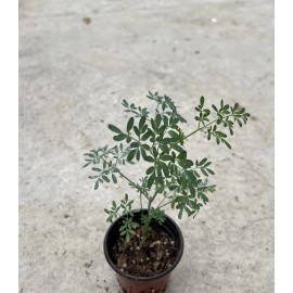 Rue Ruta Common Rue Plant 7” With Pot Ruta graveolens Herb of Grace Ready To Plant