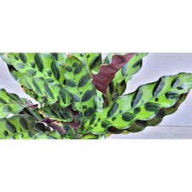 Calathea lancifolia aka Rattlesnake Prayer Plant in 3 inch Nursery Pot Live Rare Exotic Tropical Indoor House Plants Easy to Grow Housewarming Gift Decoration Gift for Home or Office by 3exoticgreen