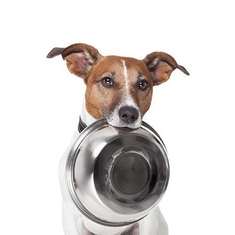 Munch & Crunch Large 19.5cm Stainless Steel Pet Bowl