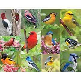 Springbok Birds of a Feather 500 piece Jigsaw Puzzle for Adults features a photo collage of colorful American birds