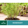 Fresh Rosemary - 50 Seeds - Medicinal & Culinary Herb