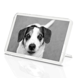 1 x Fridge Magnet - Jack Russell Terrier Puppy Dog Pet #37208