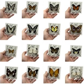 Wugakio 6pcs Collected Butterfly Specimen Display Box Educational Transparent Butterfly Showcase for Students for Home Decoration and Teaching Aid for Collectors and Nature Enthusiasts