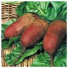 Everwilde Farms - 1 Lb Cylindra Beet Seeds - Gold