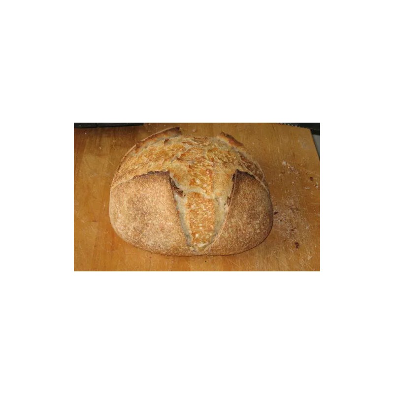 Unbranded SAN FRANCISCO SOURDOUGH YEAST STARTER SALLY 150 YEARS OLD
