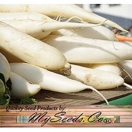 Big Pack - (3,000) Japanese Daikon - Daikon Radish Seeds - Japanese Radish - Non-GMO Seeds by MySeeds.Co (Big Pack - Daicon Radish)