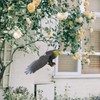 Yardwe 3pcs Realistic Eagle Bird Deterrent Hanging Plastic Eagle Decor
