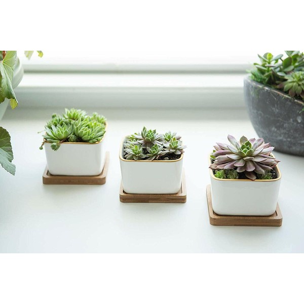 New set of 3 decorative succulent planter ceramic golden trim White cactus pot