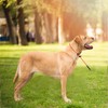 Dog Slip Collar Training Dog Collar- 18'' Thin No Pull