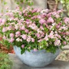 Outsidepride 5000 Seeds Annual Ageratum Pink Flower Seeds for Planting