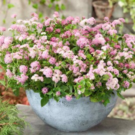 Outsidepride 5000 Seeds Annual Ageratum Pink Flower Seeds for Planting