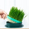 FENGQQKJ Pack of 3 Cat Grass Planter Catnip Cat Grass
