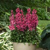 Eden Brothers Lobelia Seeds - Starship Rose
