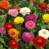 500 California Giant Mixed Zinnia Seeds 5 Grams of Seeds
