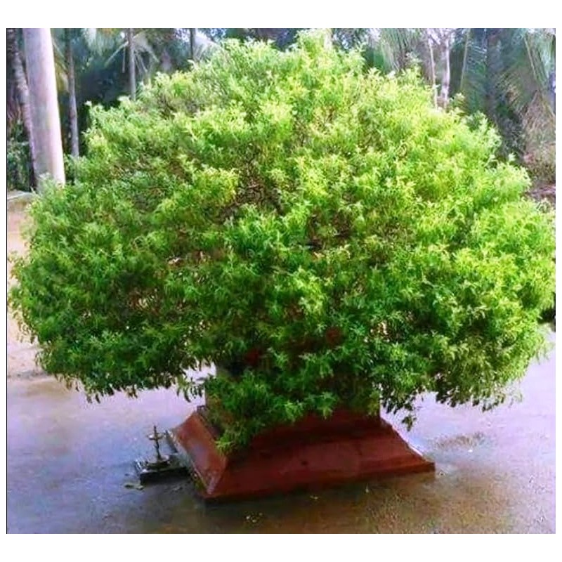 22Day Seeds: Seeds Holy Basil/Ornamental Tulsi Tree/Non GMO/Heirloom