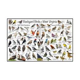 Where's Wildlife Backyard Birds of West Virginia Bird Identification Poster Divided into Year-round Residents and Seasonal Visitors - Birdwatching Nature Chart (12" x 18")