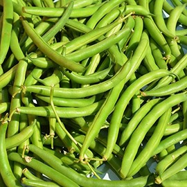 Provider Bush Bean Seeds - 1 Lb - Non-GMO, Heirloom Green Snap Bean Seeds - Vegetable Garden Seed