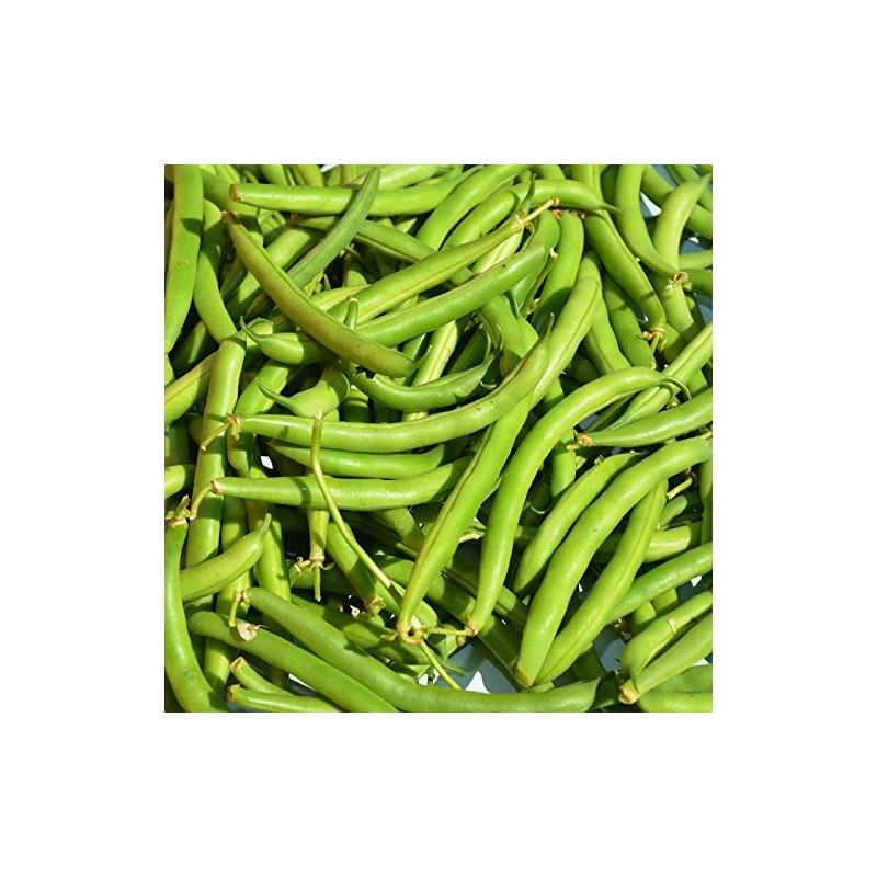 Provider Bush Bean Seeds - 1 Lb - Non-GMO, Heirloom