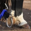 Hoof Pick for Horses Donkey Goat Hoof with Extra Stable