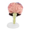 1pc Disassembled Anatomical Human Brain Model Medical Teaching Tool Toy