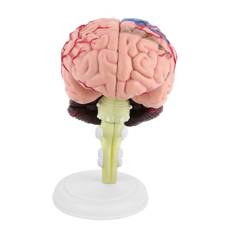 1pc Disassembled Anatomical Human Brain Model Medical Teaching Tool Toy
