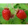 CEMEHA SEEDS - Seeds Alpine Strawberry Regina Everbearing Berries Indoor
