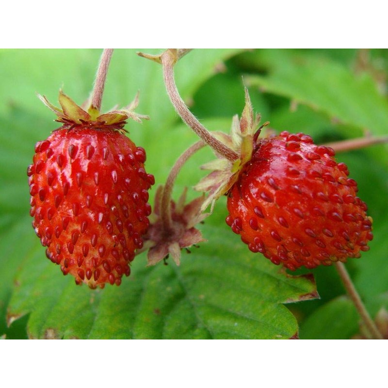 CEMEHA SEEDS - Seeds Alpine Strawberry Regina Everbearing Berries Indoor