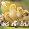 Wesome Lighting 250 Watt Heat Lamp Bulbs for Chickens, PAR38