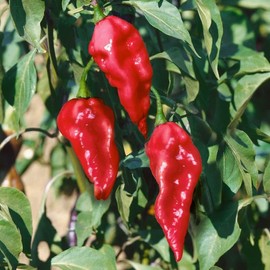 Park Seed Ghost Pepper Seeds – Pack of 250 Seeds, Rated Over 1 Million Scoville Heat Units, High-Yielding, Ideal for Hot Sauces and Spice Lovers