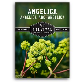 1 Pack Angelica Seeds for Planting with Instructions to Grow Medicinal Herb Angelica Archangelica Live Plants in Your Home Herb Garden - Non-GMO Heirloom Herb Seed Planting - Survival Garden Seeds