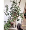 Very Large Jade Plants, with Roots, 2 feet Tall Ready