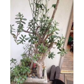 Very Large Jade Plants, with Roots, 2 feet Tall Ready to Plant, one inch Thick, NO Pot Included