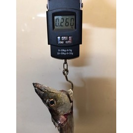 Orurdo QB700010a01n0 Digital Fishing Scale "Hakaldo A" Digital Scale for Fishing (Up to 110.2 lbs (50 kg) / Compatible with Large Games, Digital Hanging Scale