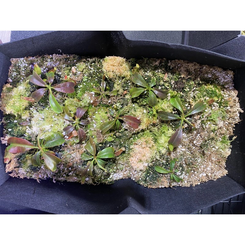 Carnivero Nepenthes Vetchii Kelabit Highlands x S.O.M. x L.V.B.