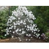 1 Live Plant Star Magnolia Tree | 6-12" in A