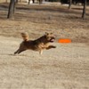 DOGCOME 3 Pack Soft Rubber Dog Flying Discs for Small